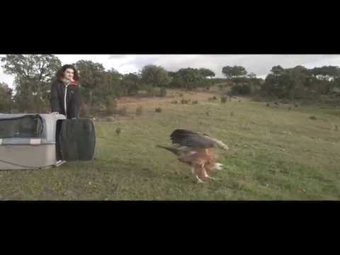 Vídeo: É ilegal matar um abutre-preto?