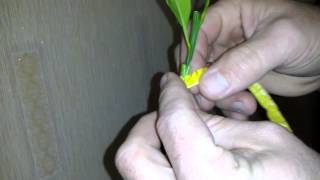 Щеплення мандарина Уншіу на дичку лимона.  Grafting mandarin Unshiu to wildings lemon.(Прививка мандарина Уншиу на дичек лимона. ВНИМАНИЕ: для украинофобов - озвучка видео на украинском языке., 2015-10-23T20:25:30.000Z)