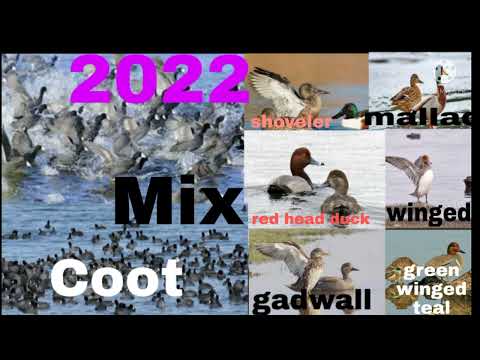duck Coot Sounds Call mix birds Best  amazing Madall duck