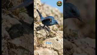 rokero solitario  hermozo   #aves #viral #reels #birds