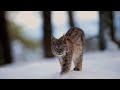 Zobacz jak żyje największy dziki kot w Polsce! | Dzikie Oblicze Polski