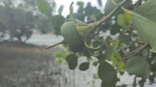 Suara Hutan Mangrove (Sleep Relaxing Music)