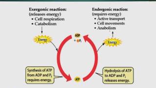 Topic 28 (BIO201 - Cell Biology)