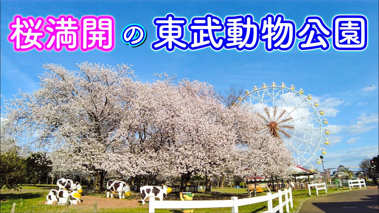 桜満開の東武動物公園を歩く　Cherry blossoms in full bloom Walk through Tobu Zoo  2022.4.1