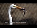 Great Egret catching Mice and Lizards