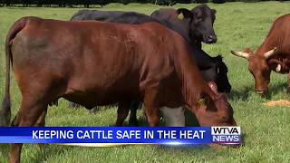 Hot weather puts focus on cattle safety