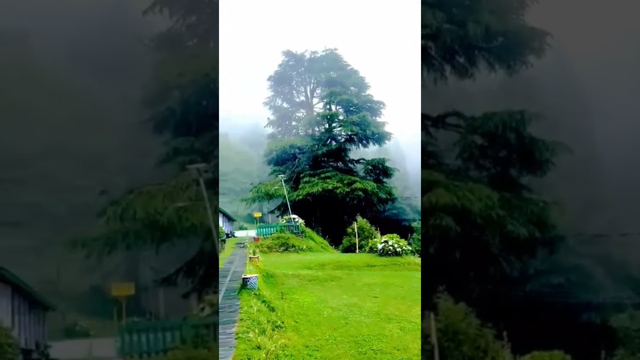 beautiful morning in kaala top        # forest 