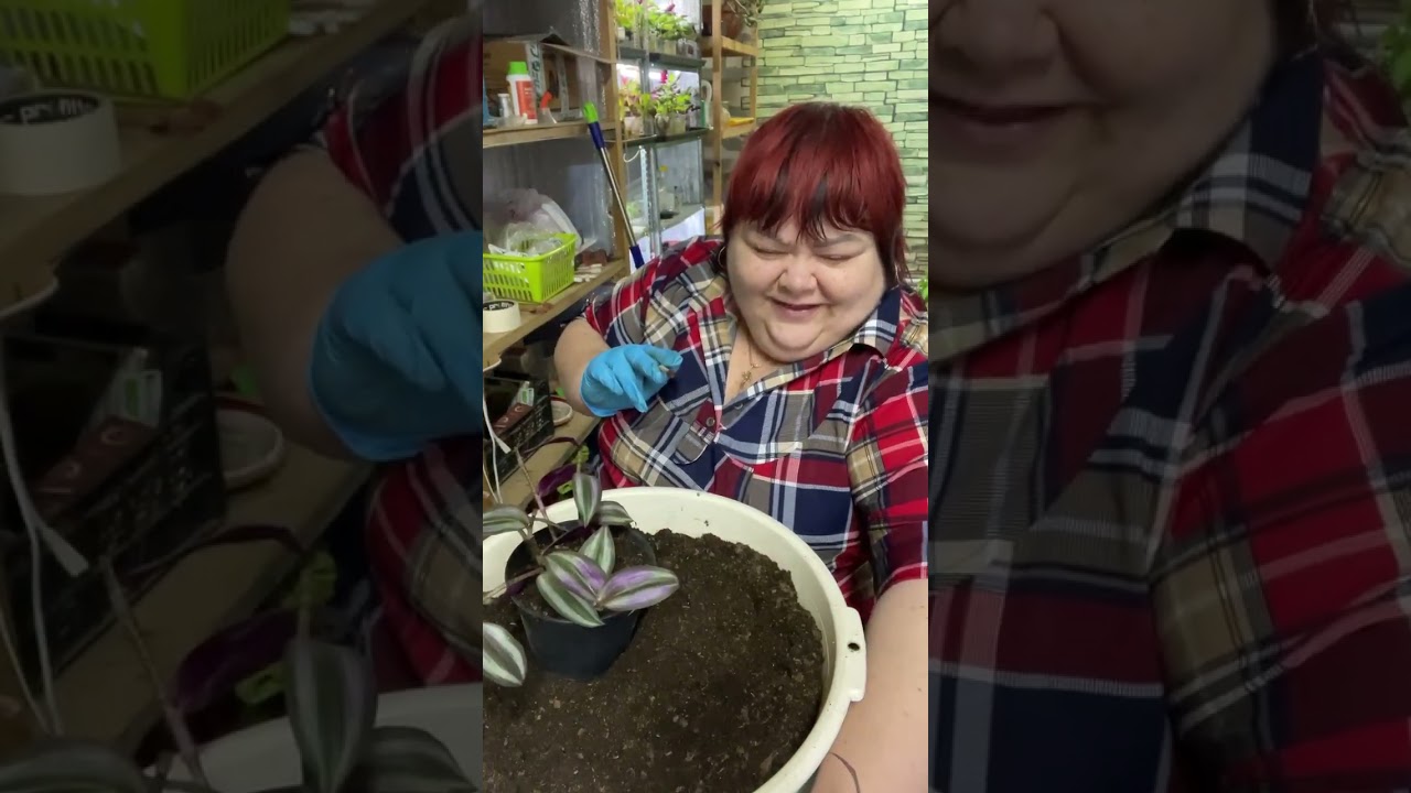 Традесканция зебрина. два способа пышных кашпо