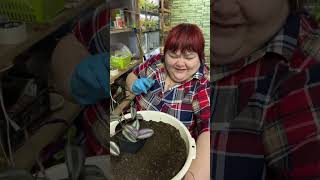 картинка: Традесканция зебрина. два способа пышных кашпо