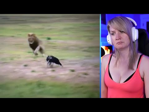 15 Merciless Moments When Predators Face Each Other Part 2| Nature and Animals