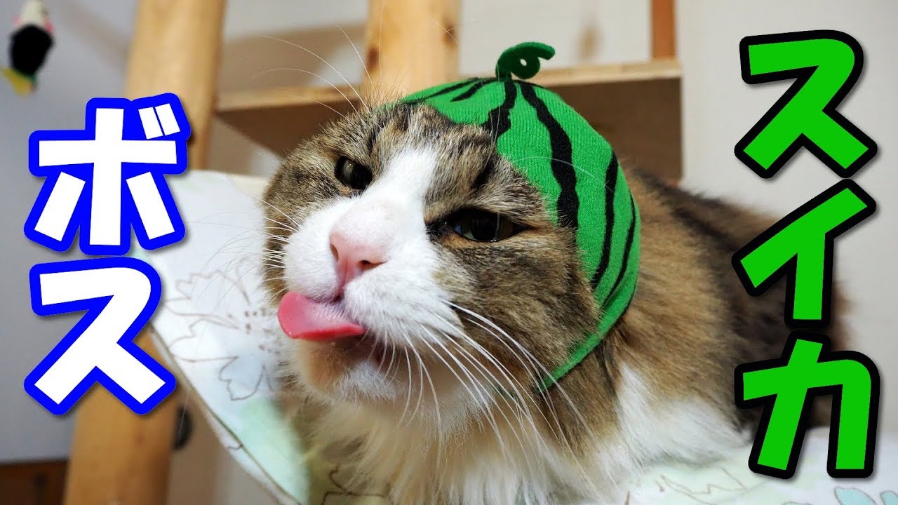可愛い画像 Boss Cat Watermelon