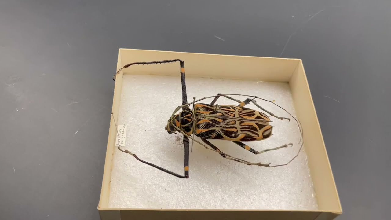 SMSC Undergraduate Summer Course Explores Insect Biodiversity