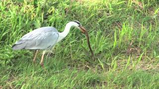 ヘビか何かを食べるアオサギ。 A heron eating a snake or something.