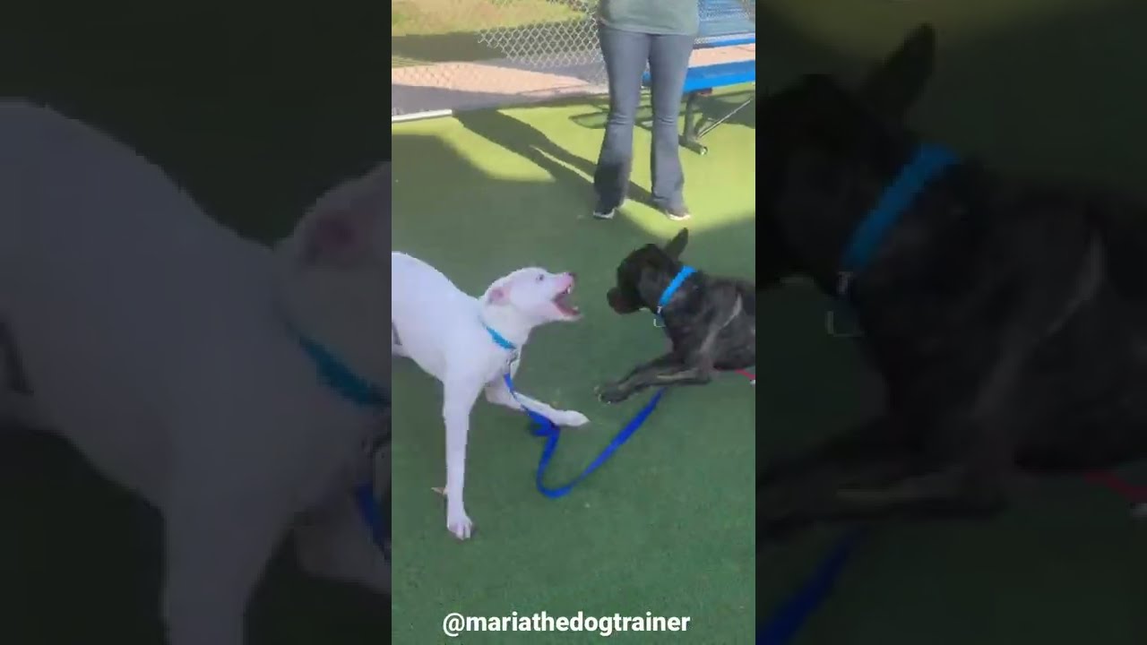 MariaTheDogTrainer- Playgroups at 