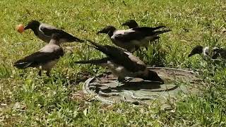 Серые вороны. Яйцо до капли / Hooded crows. Egg until the last drop
