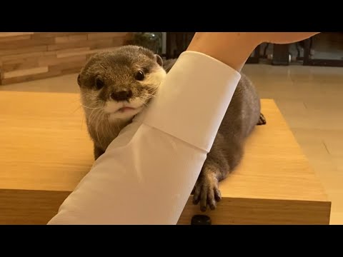 カワウソさくら 離れるたびに近づいてくる Otter Sakura that approaches each time you leave