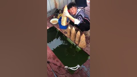 Xả mồi câu cá ikada, câu bè, câu cá trắm đen, cá tra🐟🐟 #1 #fish  #fishing #shorts