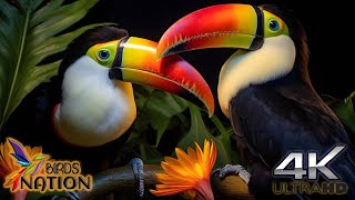 4K World's TOP most beautiful and colorful Toucans exotic birds with relaxing Indian music #birds