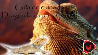 Cuidados del dragón barbudo o pogona