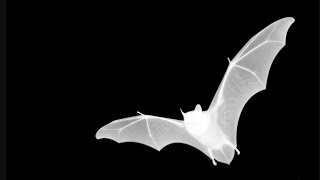 Night Patrol: Bats vs Mosquitoes Over the Dam in Thermal! 