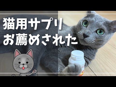 二度目の血液検査の結果、尿素窒素は下がっているのか?【ロシアンブルー】猫用サプリ エネアラ