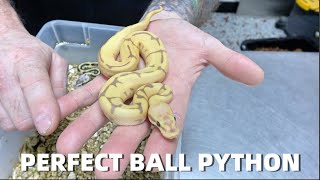 Amazing Banana Ball Python Combo!