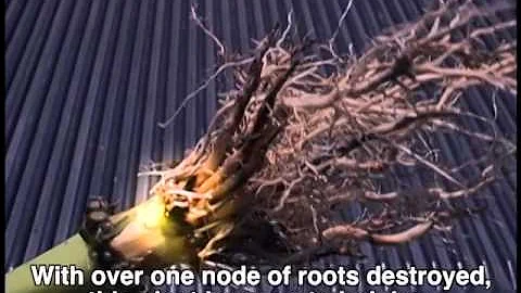 Lodging Caused by Rootworm Feeding?