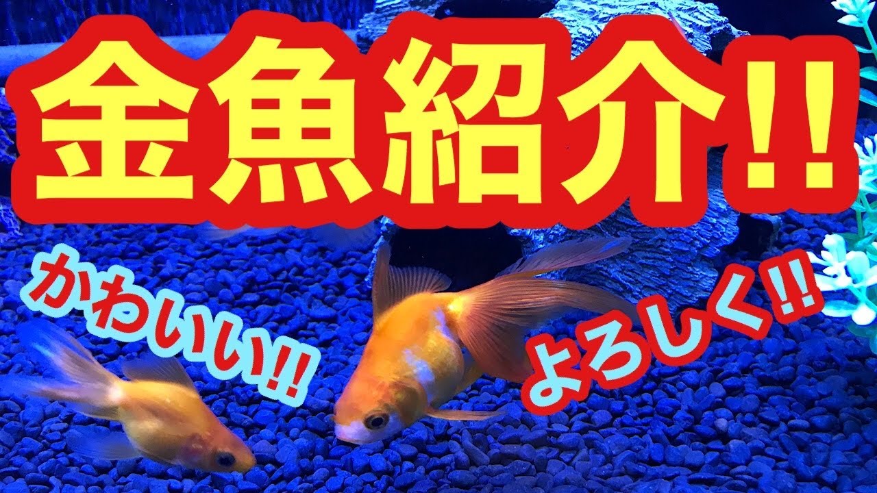 画像をダウンロード 可愛い 金魚 動物画像無料