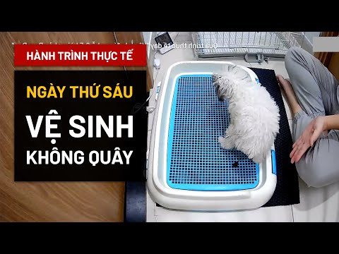 [Ngày 6] Chó đã biết tìm khay vệ sinh, không cần quây | Hướng dẫn thực tế BossDog