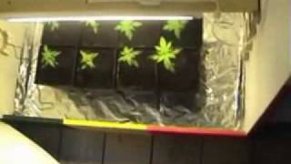 AWESOME Marijuana Grow Room Built in a Closet - Fast, Cheap, and Easy! (1 of 3) http://alturl.com/vrco ◅ If you are looking for a place to buy high quality cannabis seeds at a fair price, check out this link! It