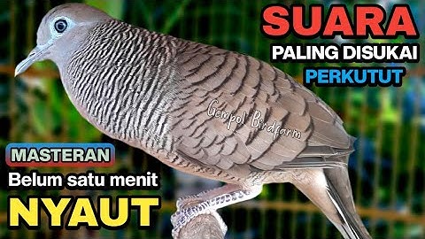 Perkutut Lokal Gacor RAJA PIKAT Ahlinya Bikin Semua Burung Perkutut Gacor Nyaut