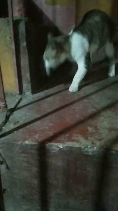 my-cat-killed-a-rat-part-5-shortvideo-shorts-cats-catlover
