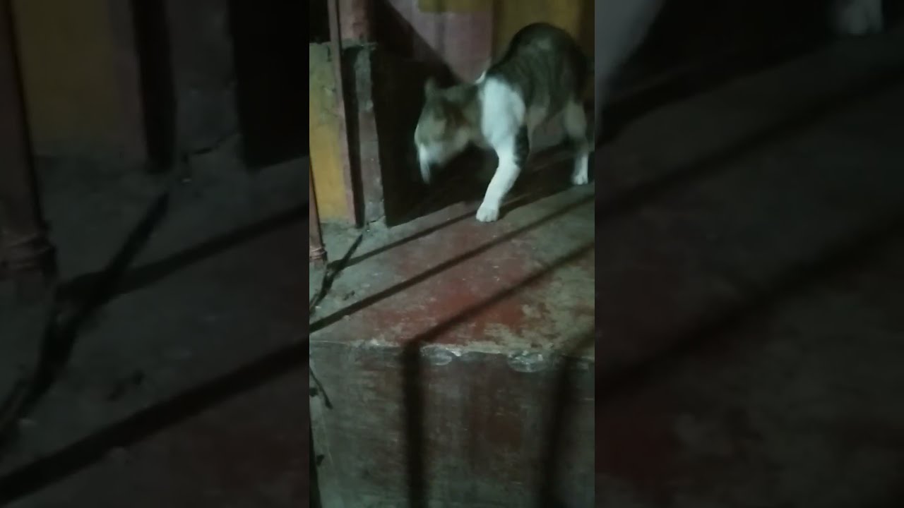 My Cat Killed A Rat Part 5 shortvideo shorts cats catlover My Cat Killed A Rat Part 5 shortvideo shorts cats catlover