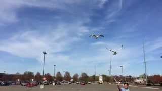 iPhone 6 Plus 240fps Slow Mo Video (SAMPLE)