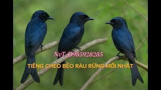 NvT_ TIẾNG CHÈO BẺO RÂU RỪNG ĂN CHIM T8/2025
