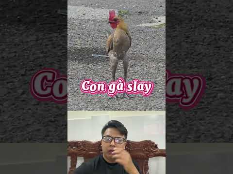 Con gà đứng slay