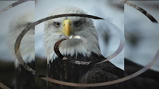 Soaring Bald Eagles' Wingspan