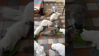 Ramadan special first en pullaingaluku than #cat #shorts