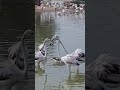 দুবাই লাভ লেকের অসাধারণ দৃশ্য ❤️ | ফ্লেমিঙ্গোদের স্বর্গ 🦩✨