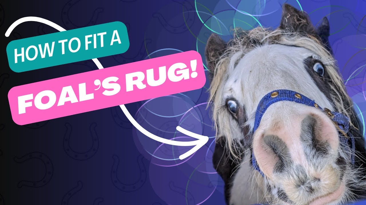 Object Rug Foal How to put a rug on a foal - YouTube