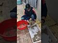 Legal Gecko Farming in Action 🦎✨ | Medicinal Value Explained #gecko #animallife