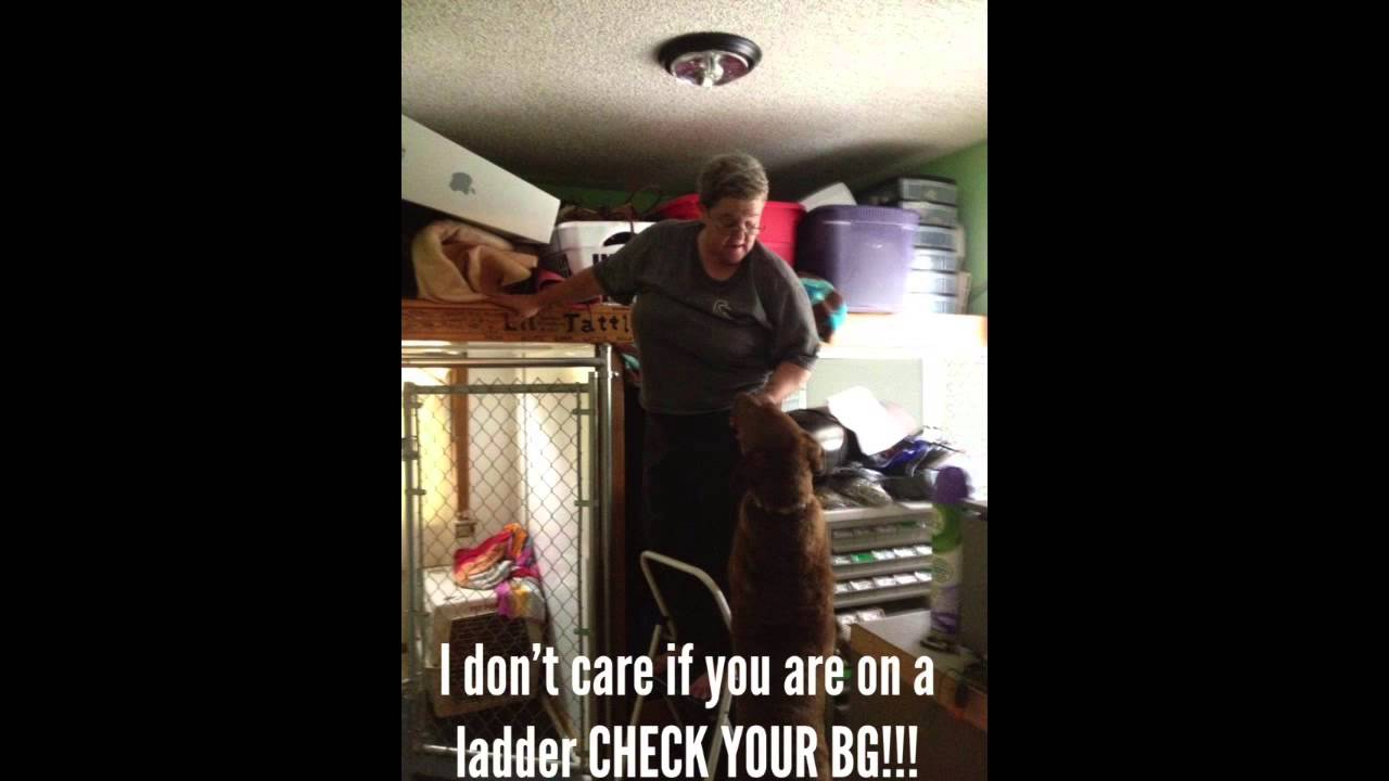 Animals that can smell blood sugar! YouTube