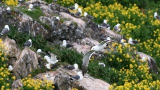 被災地から 津波後も飛来した「常連さん」青森県八戸市の蕪島
