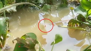 Câu cá rô đồng (video 101)@3ruongFishing 