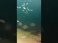 Underwater Encounter: Majestic Pompano at Longboat Key Bridge, Sarasota, Florida | Wildlife Delight