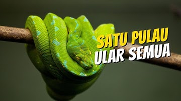 Pulau Ular Di Brazil, Ularnya Banyak Banget (Kalau Geli Jangan Nonton !!!)