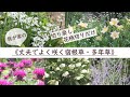 《丈夫でよく咲く宿根草・多年草》切り戻しと花柄切り