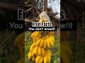 Fruit facts you don't know #facts #foryou #shorts