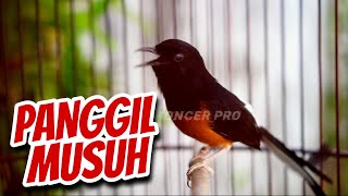 Download Lagu KALO MURAIMU GAK IKUT BUNYI JUAL SAJA #12 - PANCINGAN MURAI BATU GACOR AMPUH MP3