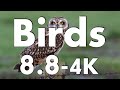Birds-8 (4.5K)